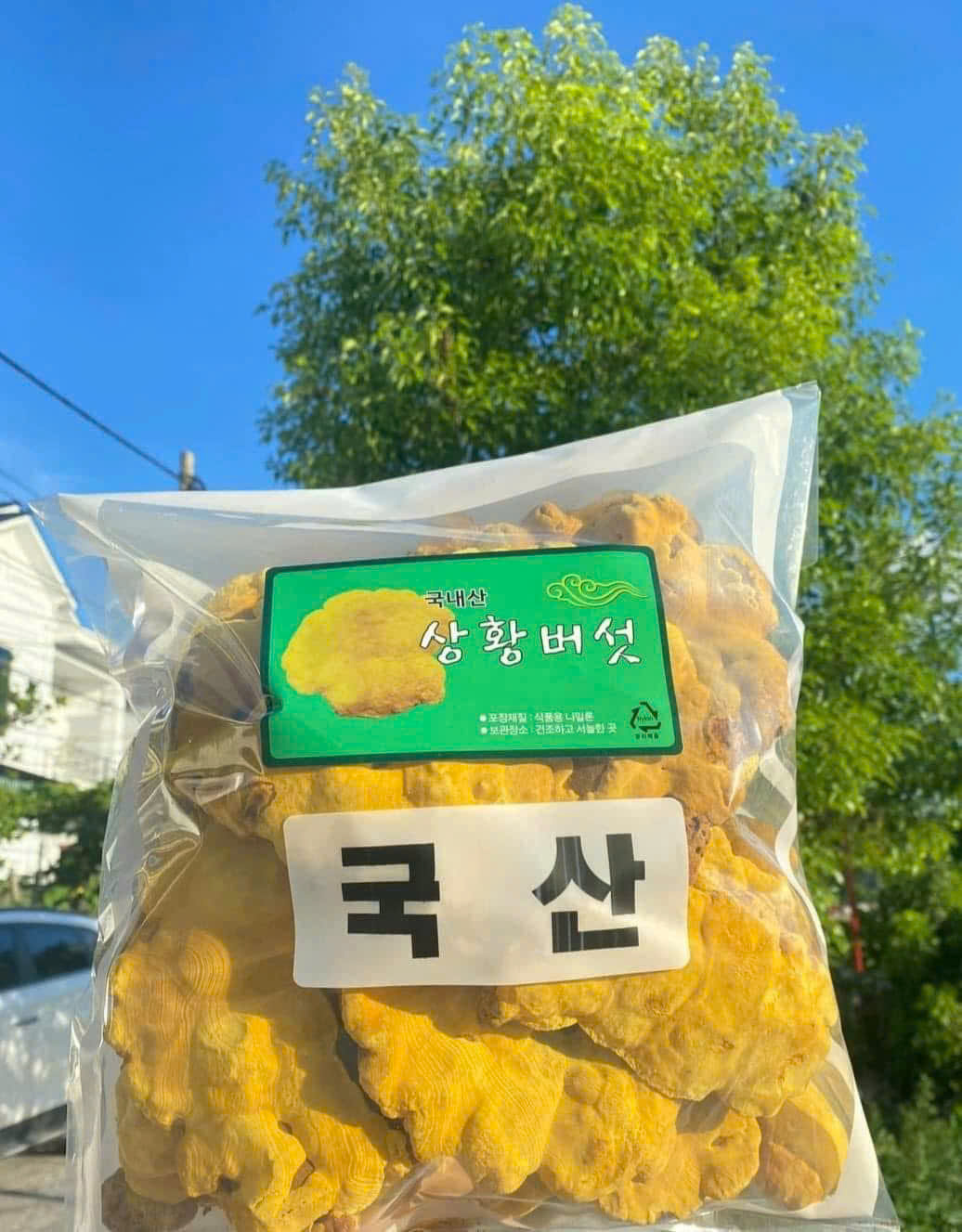 NẤM THƯỢNG HOÀNG