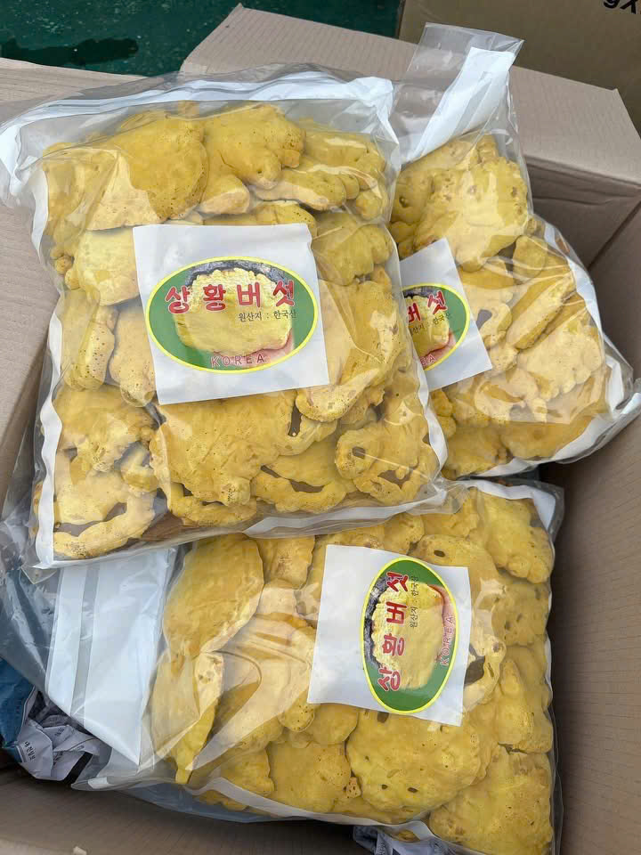 NẤM THƯỢNG HOÀNG
